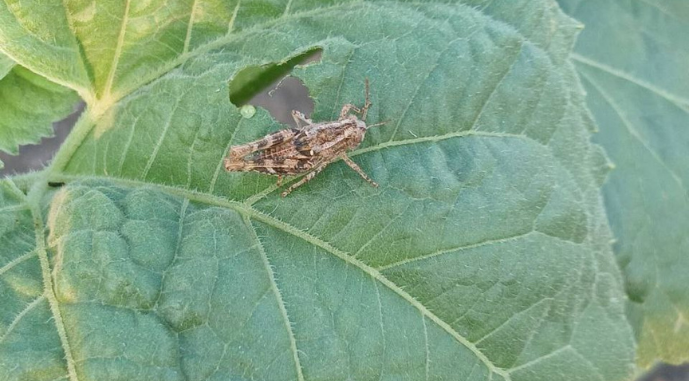 Сарана їсть соняшник на Херсонщині, фото