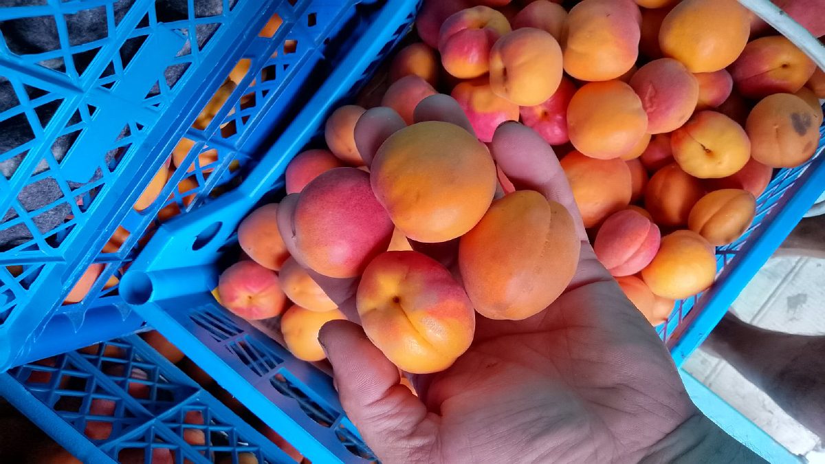 Врожай абрикосів 2024