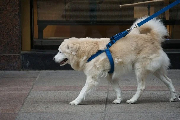 30 квітня Міжнародний день собаки-поводиря / © unsplash.com