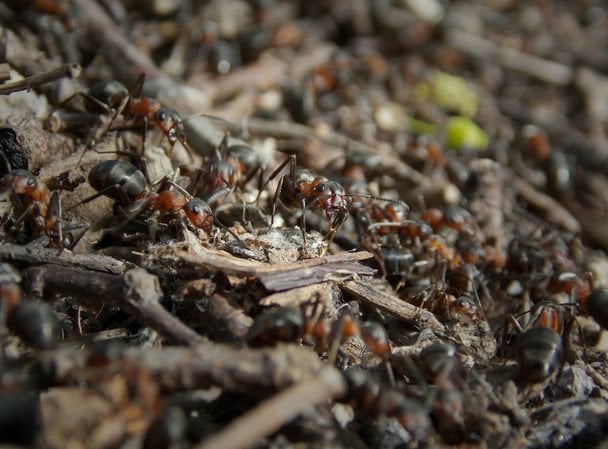 29 липня мурахи закривають вхід до мурашника — чекайте на негоду / © unsplash.com