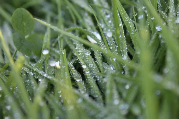 28 травня багато роси вранці — буде добрий медозбір, бо це знак, що трави рясно зацвітуть / © unsplash.com