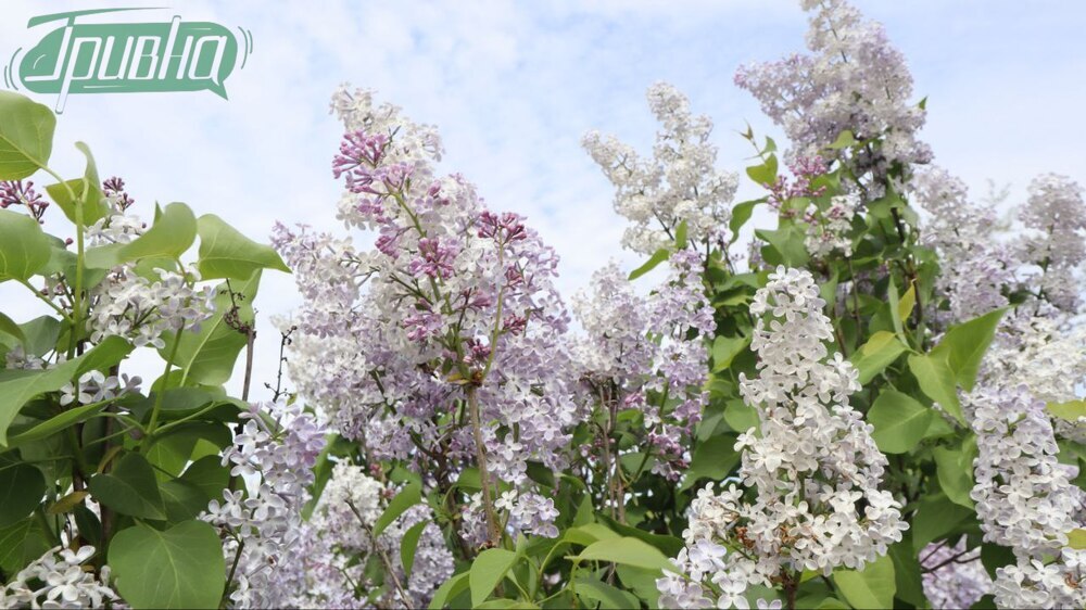 Бузковий парк – місце героїчного спротиву Херсона: який вигляд він має сьогодні (фото)