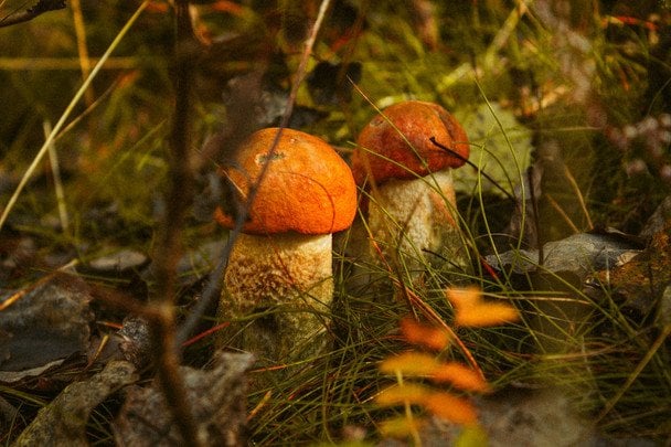 15 червня ясна ніч — буде великий урожай грибів / © unsplash.com