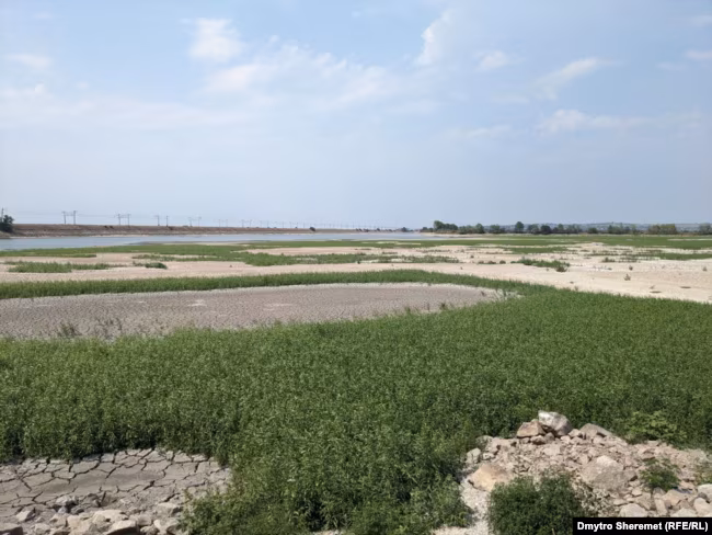 На дні Каховського водосховища ростуть трави, серпень 2023 року