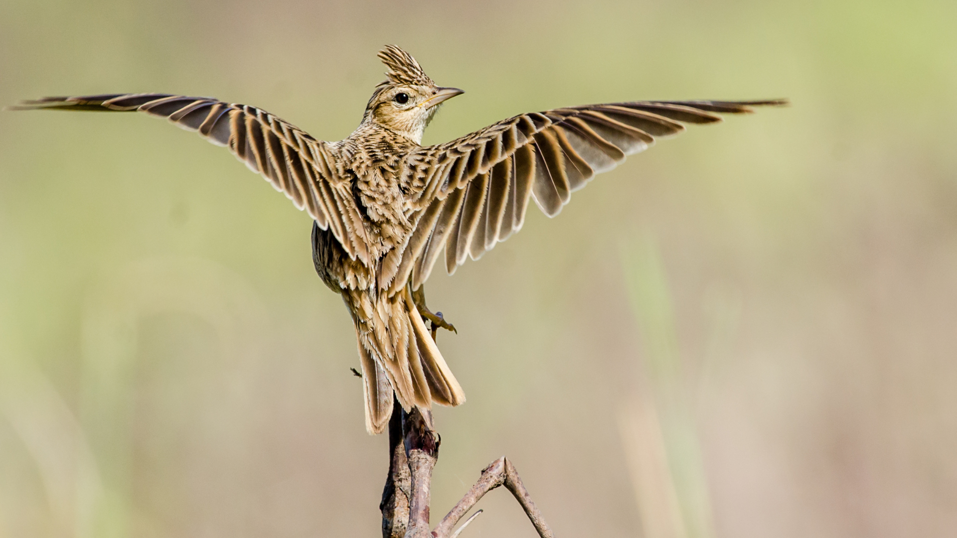 8 березня жайворонки вже повернулися додому — чекайте на теплу весну / © Фото з відкритих джерел