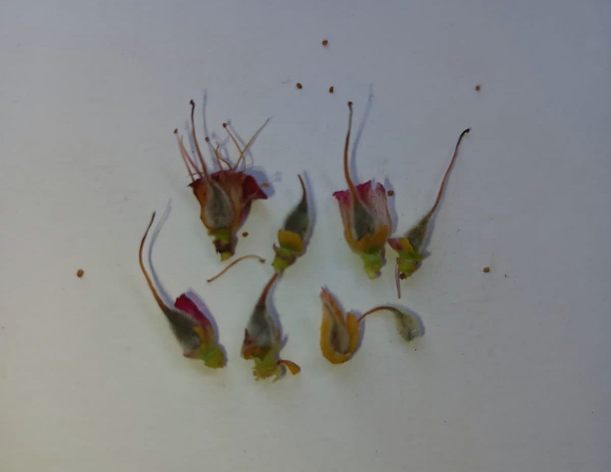 Результат заморозків - загибла зав’язь