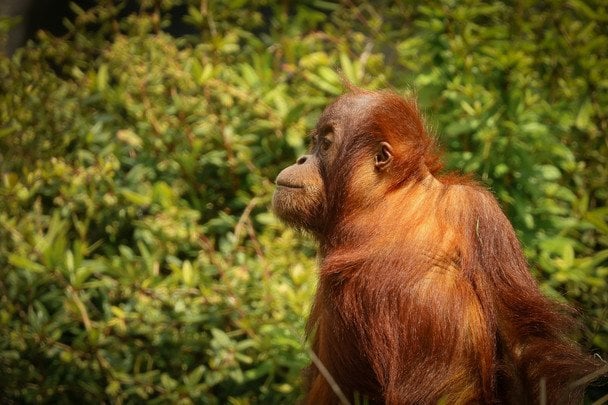 19 серпня в Україні і світі святкують Міжнародний день орангутанга / © unsplash.com